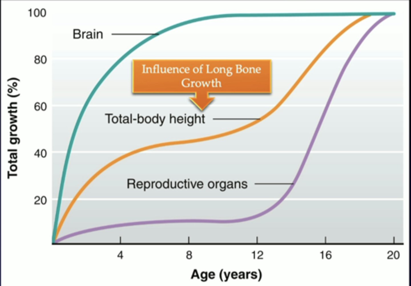 <p>chart of how age is compared to total growth percentage</p>