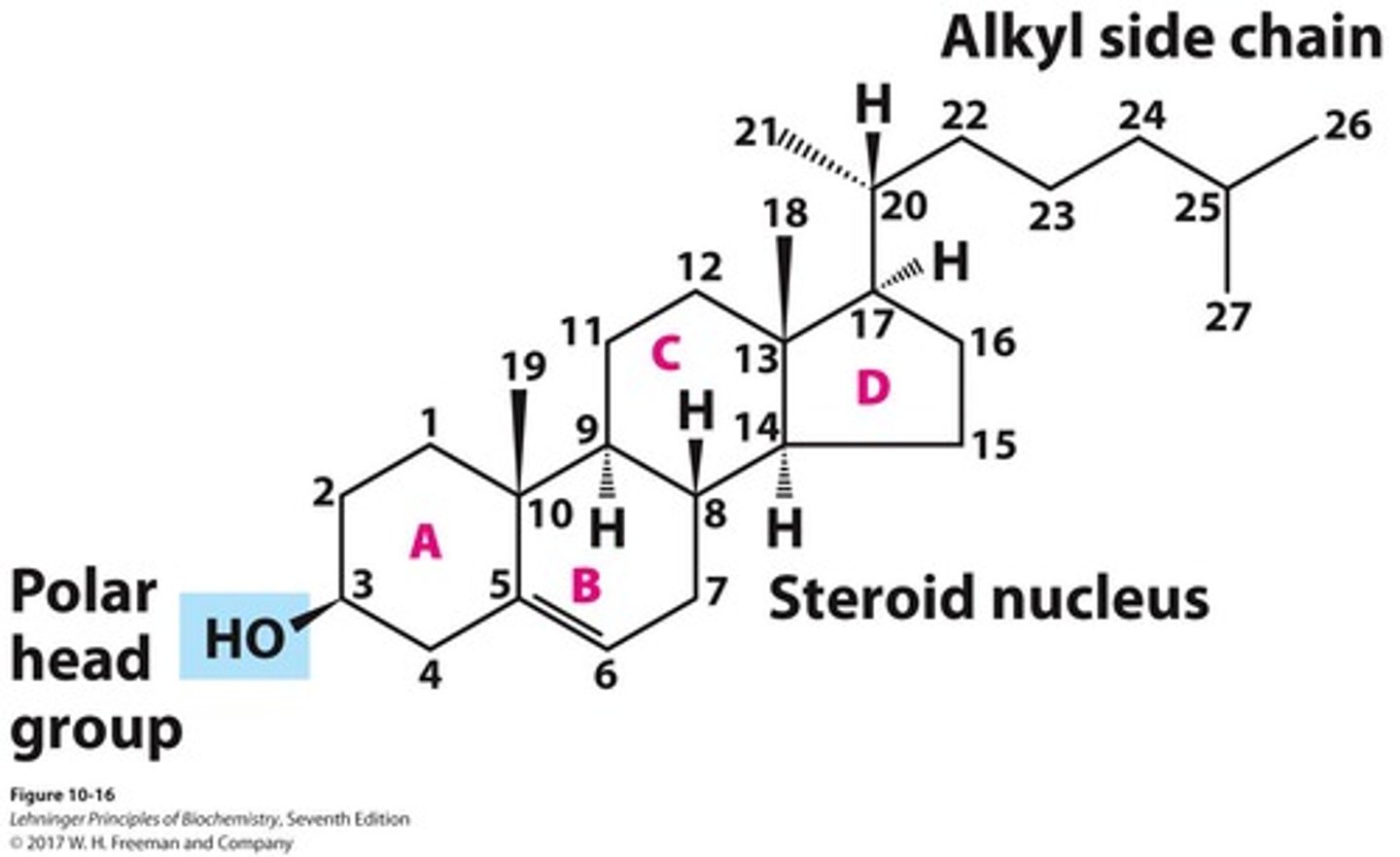 <p>polar head steroid nucleus alkyl side chain</p>