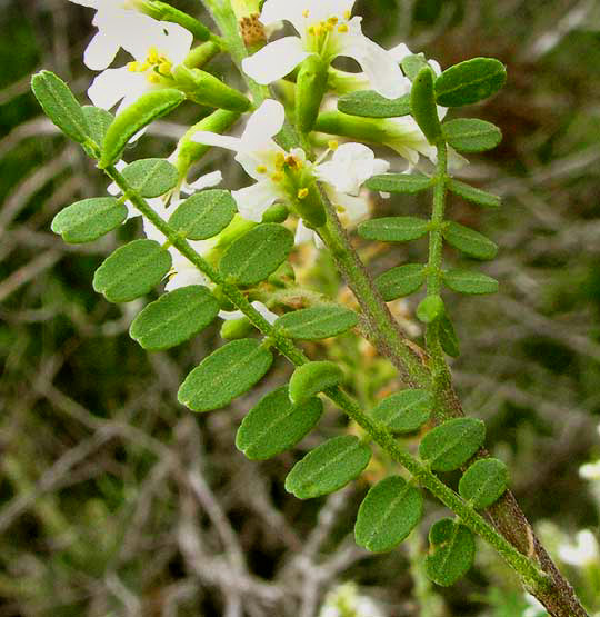 <p>Eysenhardtia texana</p>