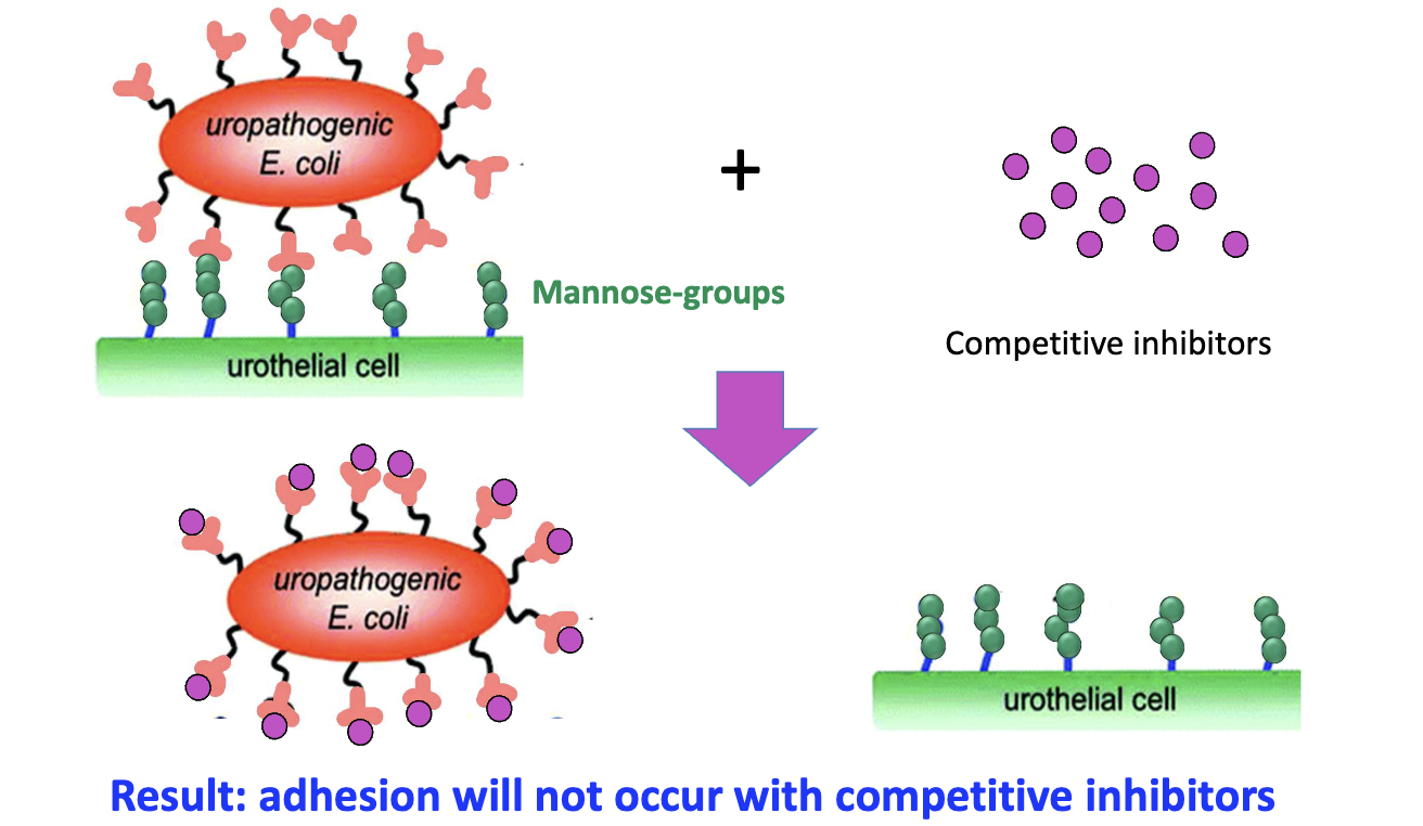 <ul><li><p>Mannose + competitive inhibitors bind FimH</p></li><li><p>Blocks E. coli binding</p></li><li><p>Prevents adhesion to host cells</p></li></ul><p></p>