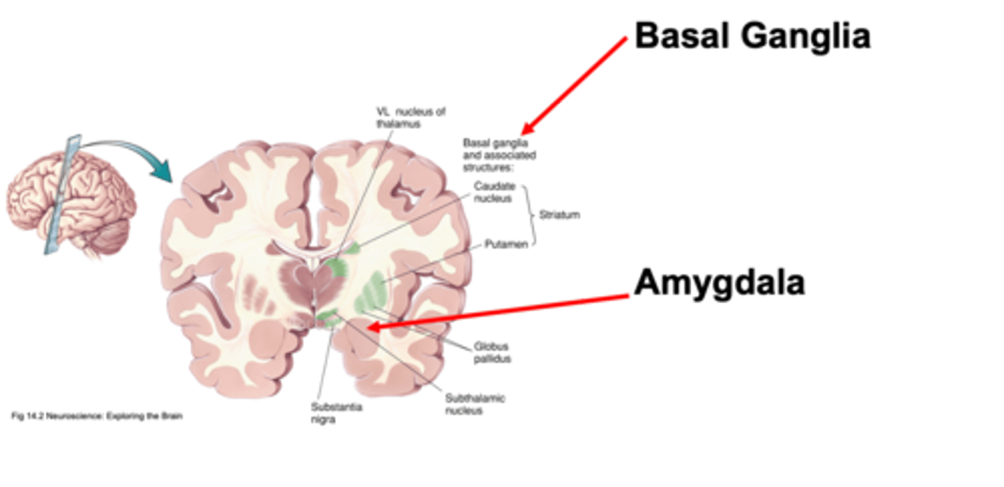<p>What is the amygdala involved with?</p>