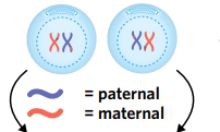 
1. the nuclear envelope of each cell begins to break down. 2. the chromosomes condense. 3. spindle fibres form.