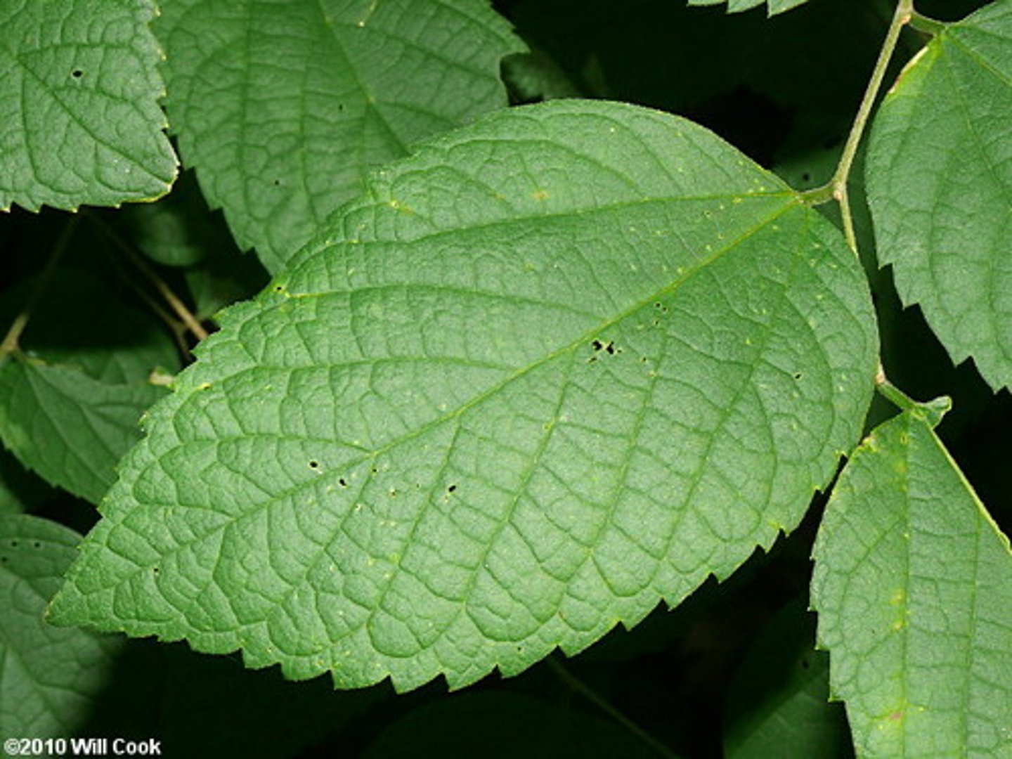 <p>Native <br>Leaf: simple, alternate, serrations, pinnately veined, rough <br>Bark: corky</p>