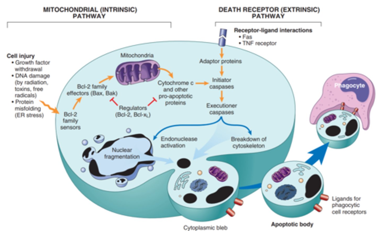 <p>Intrinsic-proteins of the Bcl-2 family, which regulate mitochondrial permeability, become imbalanced and leakage of various substances from mitochondria leads to caspase activation.</p><p>Extrinsic-y, signals from plasma membrane receptors lead to the assembly of adaptor proteins into a "death-inducing signaling complex," which activates caspases, and the end result is the same</p>