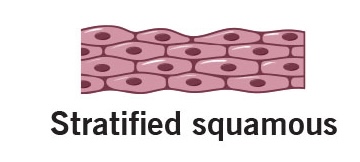 <p>location of stratified squamous</p>