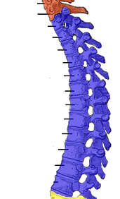 <p>Vertebrae</p>