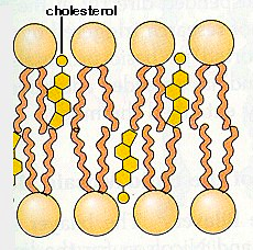 main sterol in animal membranes; important for maintaining membrane stability and fluidity (keeping the membrane fluid, but not too fluid)