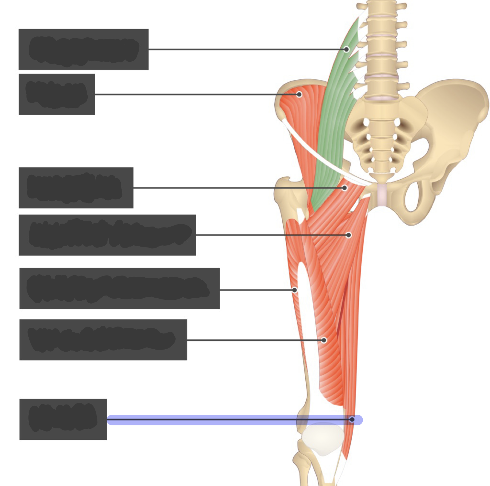 <p>ADducts hip; flexes knee</p>