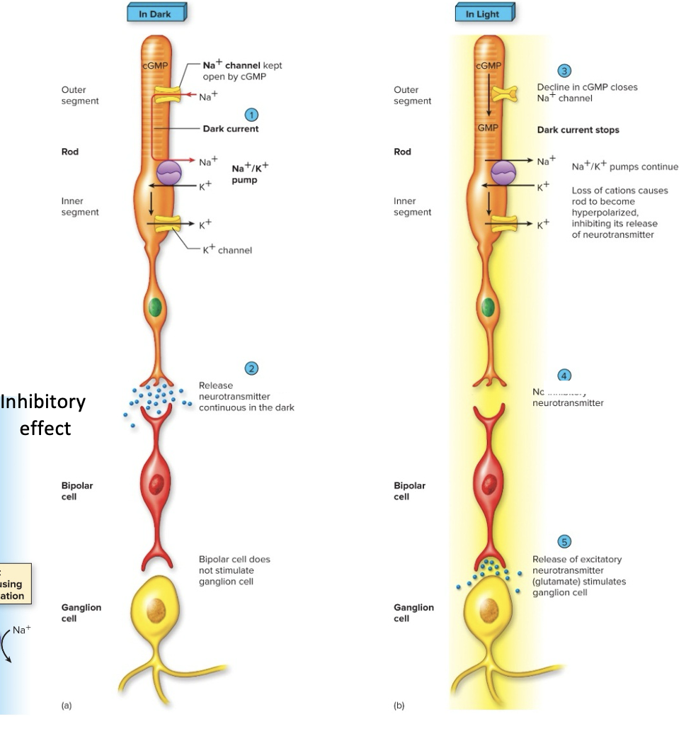 <p><strong>When Light Hits Photoreceptors</strong></p><p>a) dissociation of rhodopsin <strong>activates a G protein/2nd messenger system</strong>, which <mark data-color="yellow" style="background-color: yellow; color: inherit;">CLOSES Na+ channels</mark></p><ul><li><p>G-proteins are called <strong>transducins</strong></p></li><li><p>activation of the enzyme phosphodiesterase <strong><mark data-color="yellow" style="background-color: yellow; color: inherit;">converts cGMP to GMP</mark></strong></p></li><li><p>this closes Na+ channels</p></li></ul><p>b) photoreceptors are hyperpolarized, and <strong>inhibition on bipolar cells is lifted</strong></p><p>c) bipolar cells a<mark data-color="yellow" style="background-color: yellow; color: inherit;">ctivate ganglion cells that transmit action potentials to the brain</mark></p>