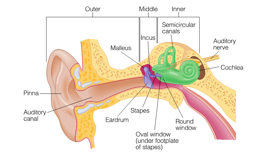 <p><span>The human ear is divided into 3 sub-divisions: outer, middle and inner  </span></p>
