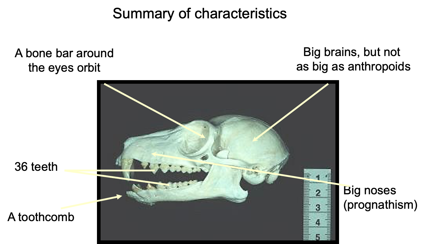 <ul><li><p><span>More primitive primate features (older features)</span></p></li><li><p><span>Grooming nail</span></p></li><li><p><span>Tooth comb</span></p></li><li><p><span>Many nocturnal</span></p></li><li><p><span>Insectivory and gum eating</span></p></li></ul><p></p>
