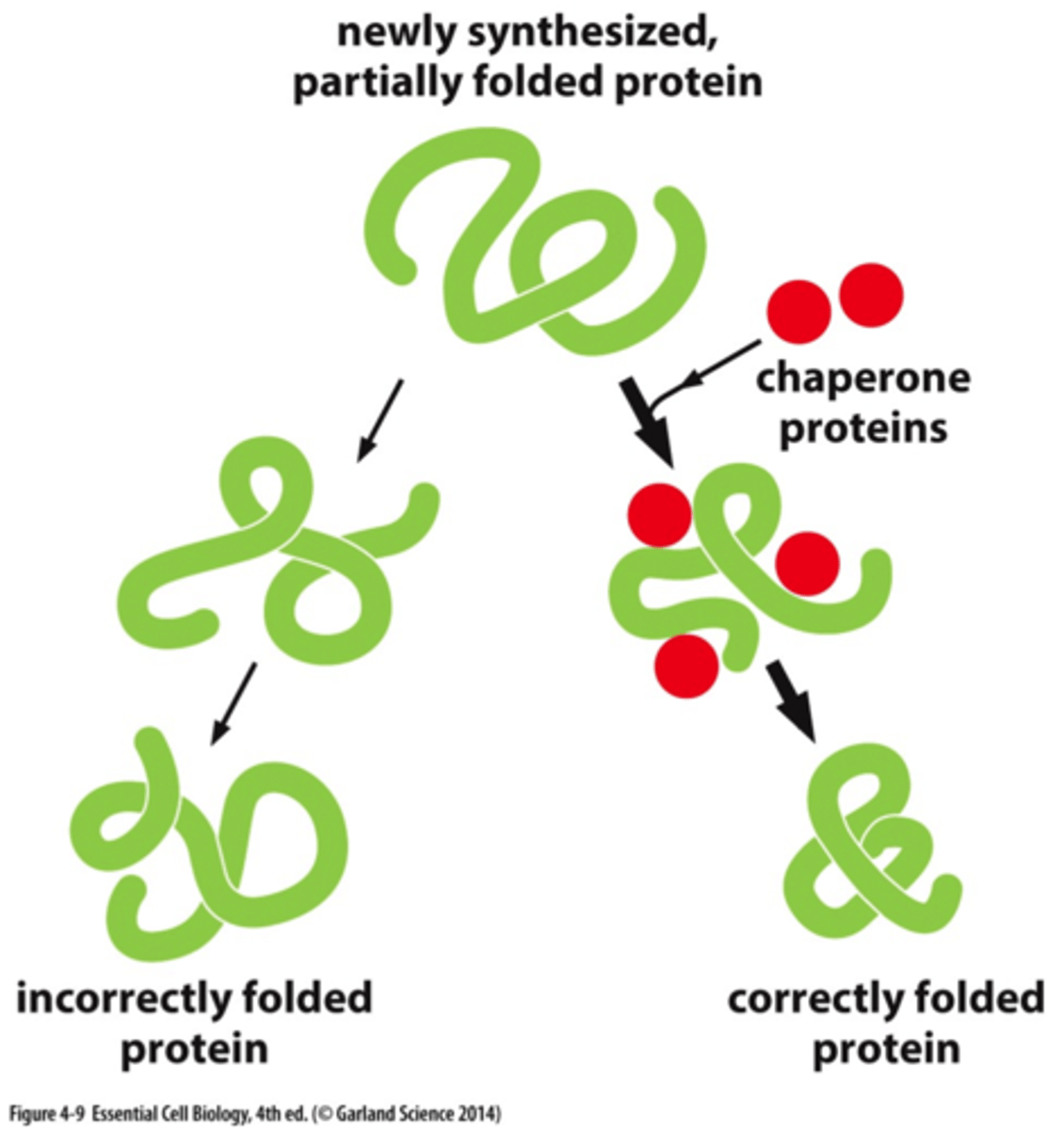 <p>a protein that assists other proteins in folding into their correct shape, preventing them from misfolding and aggregating</p>