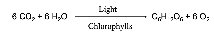 <p>Means literally “synthesis using light” </p><p>- Organisms (Plants &amp; some Bacteria) use solar energy to synthesize carbohydrates and generate oxygen from carbon dioxide and water</p>