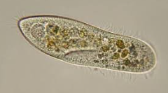 <p><strong>CILIATES </strong><span><strong>Method of sexual reproduction</strong>​</span></p>