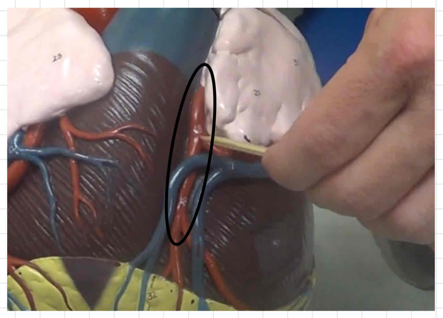 <p>what is this? (giant heart model)</p>