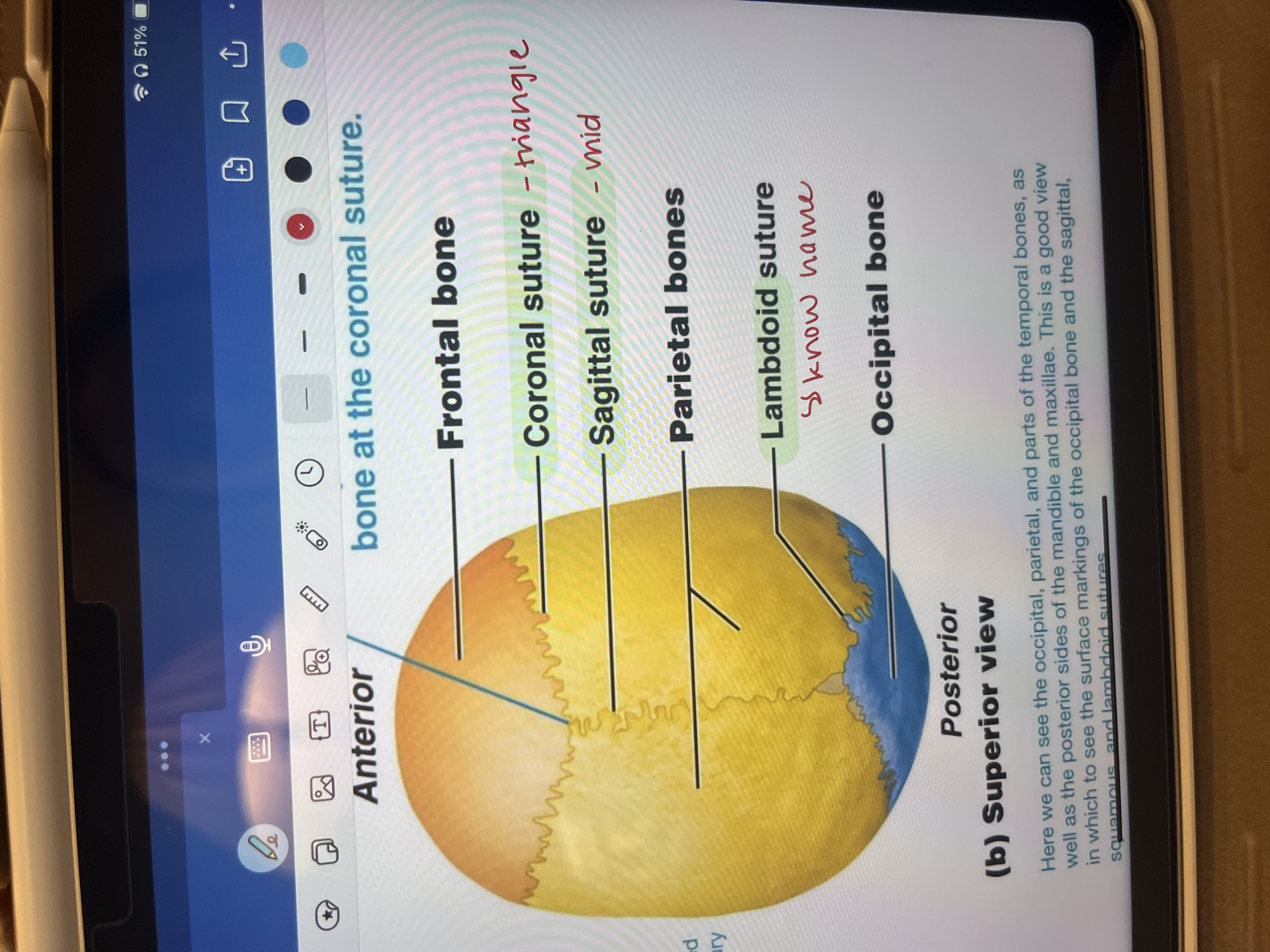 <p>separates halves of parietal lobes</p>