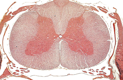 <p><span>each side of the spinal cord has three funiculi (columns): dorsal (posterior) funiculus, lateral funiculus, and ventral (anterior) funiculus, which are further divided into tracts</span></p>