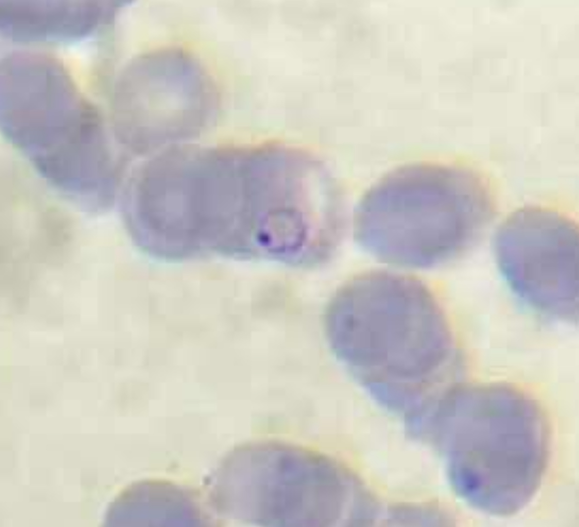 <p>A. identify the organism</p><p>B. what group does this organism belong to</p>