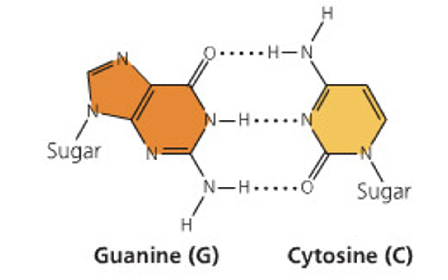 <p>By 3 hydrogen bonds.</p>