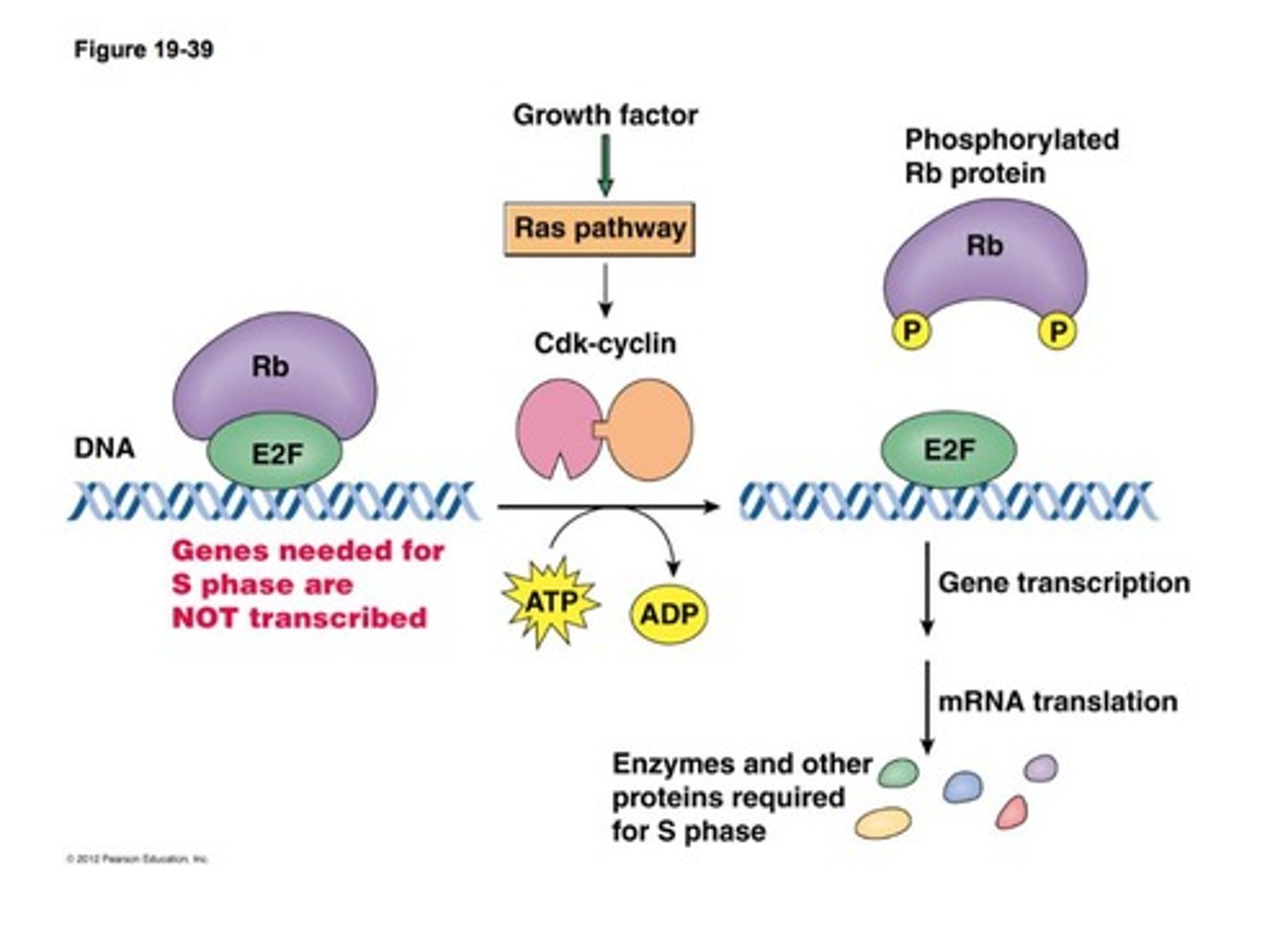 <p>They stimulate cell division and differentiation in response to tissue needs.</p>