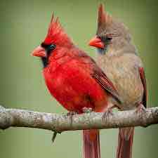 <p><em>Cardinalis cardinalis</em></p><p>Northern Cardinal</p>