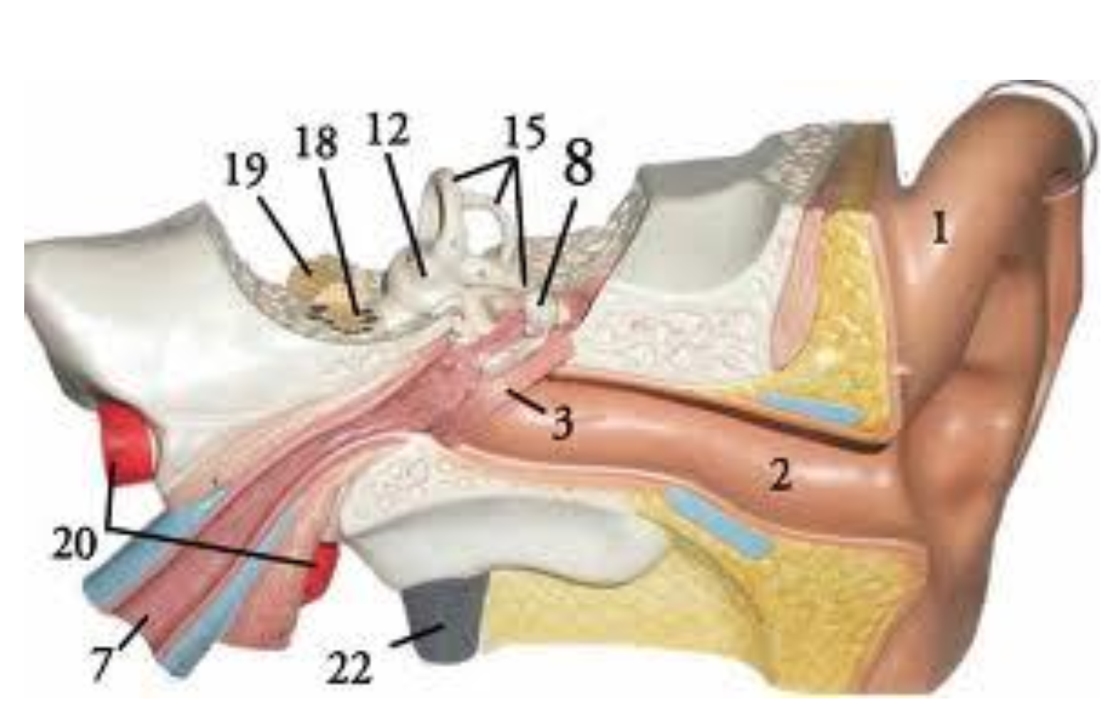 <p>Label #15 on the ear model refers to the _____ that plays the role of _____.</p><p></p><p>a. Vestibule, hearing</p><p>b. Semicircular canals, maintaining static equilibrium</p><p>c. Vestibule, maintaining static equilibrium</p><p>d. Semicircular canals, maintaining dynamic equilibrium</p>