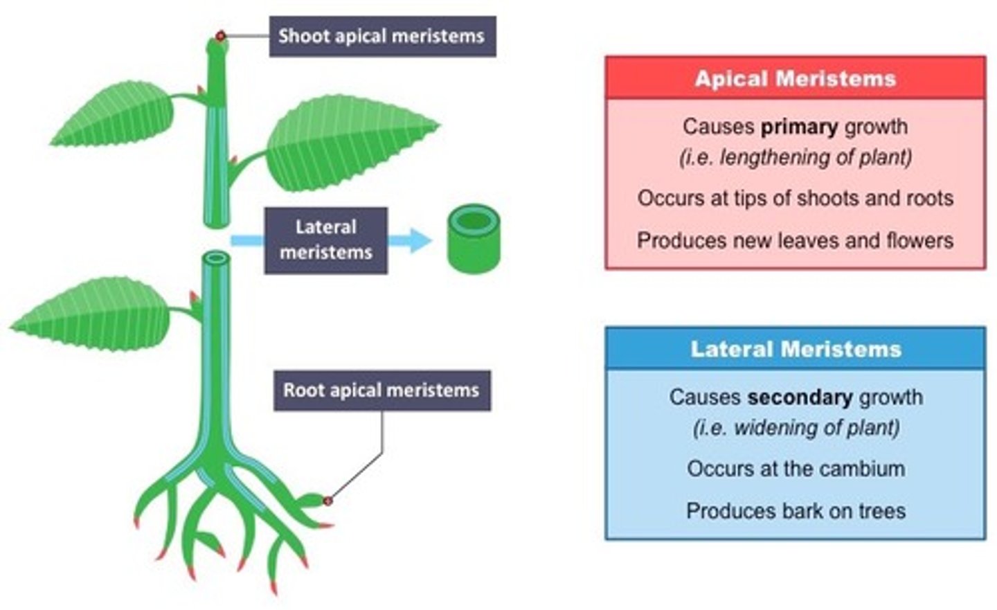 <p>lateral meristems</p>