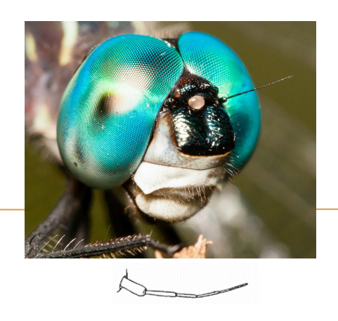 <p>Setaceous Antennae</p>