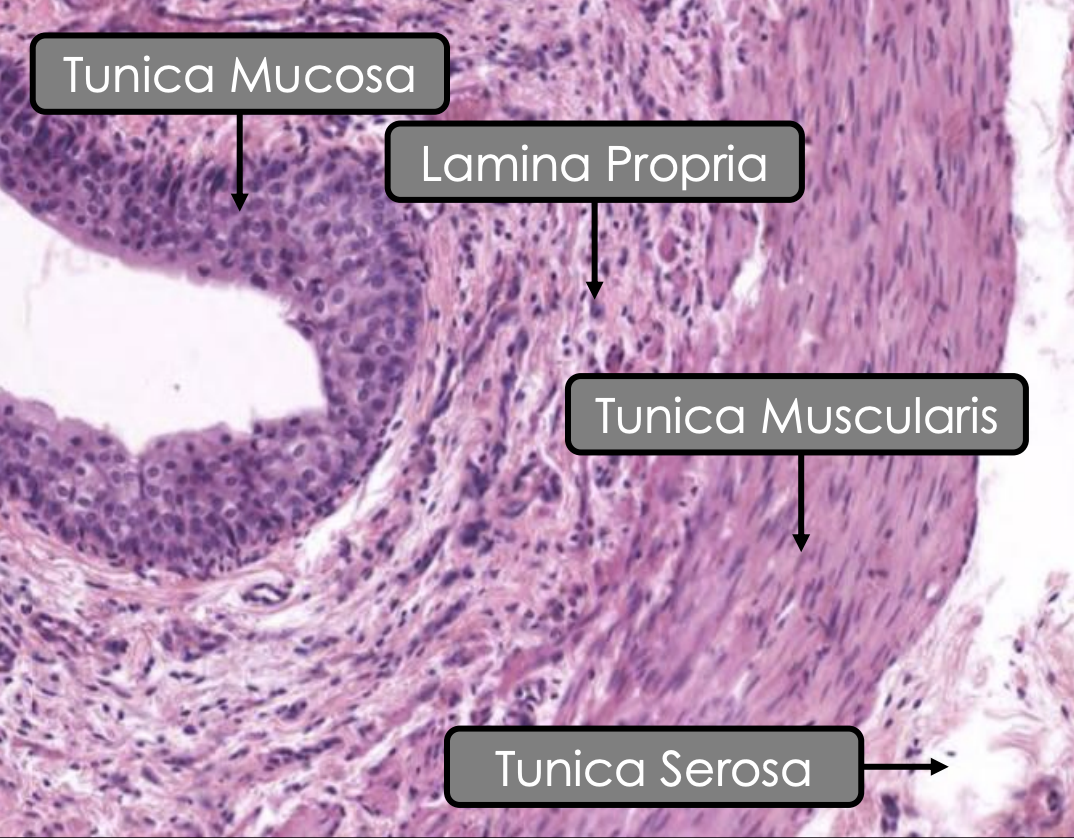 <p><span style="color: red;"><strong>Fibrous tissue</strong> </span>and<strong> </strong><span style="color: red;"><strong>mesothelium</strong></span></p>