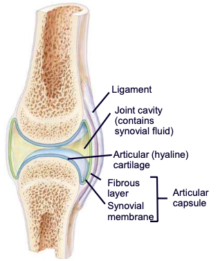 <p><span style="font-family: ArialMT">liquid in joint cavity and cartilages: provides lubrication for joints</span></p>