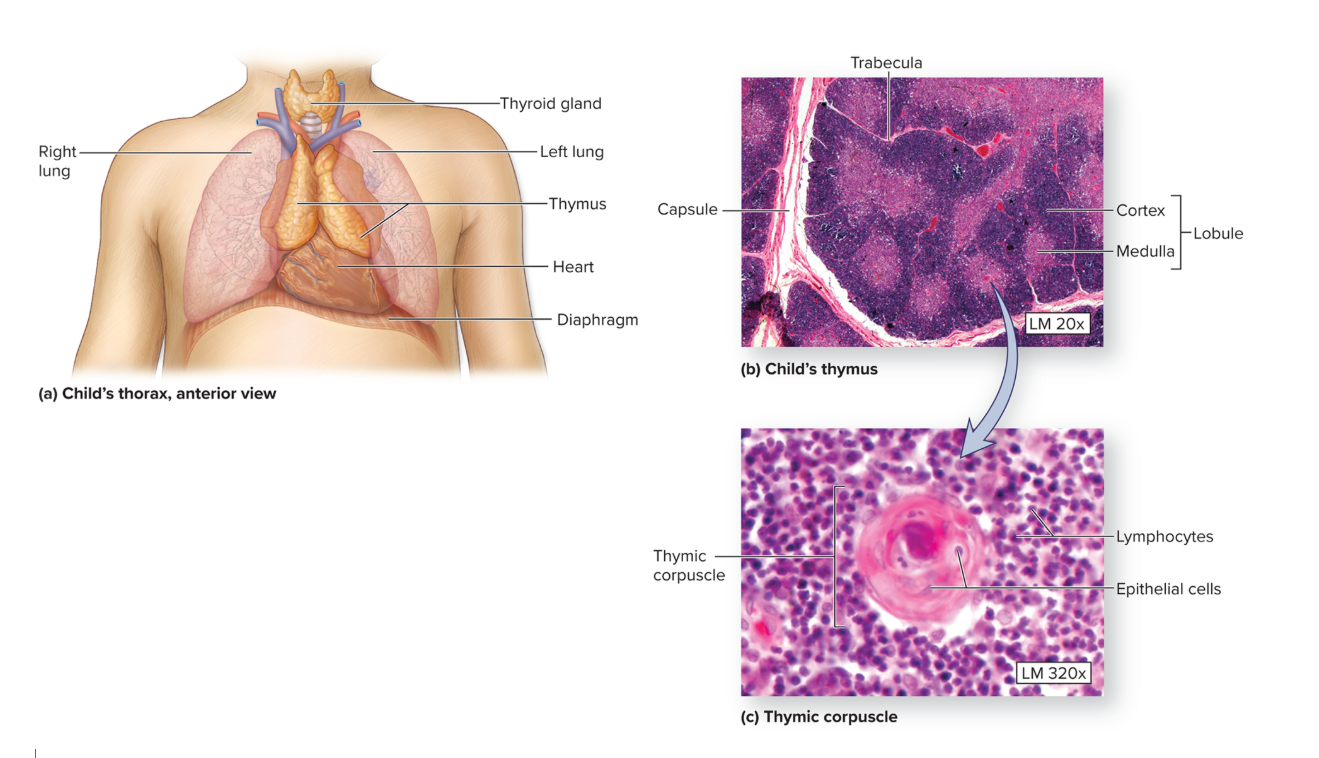<p>Thymus</p>