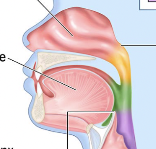 <p>naso, oro, and hypo/laryngo</p><p>is a passageway for air to enter the larynx and lungs and food and liquid to enter the esophagus </p>