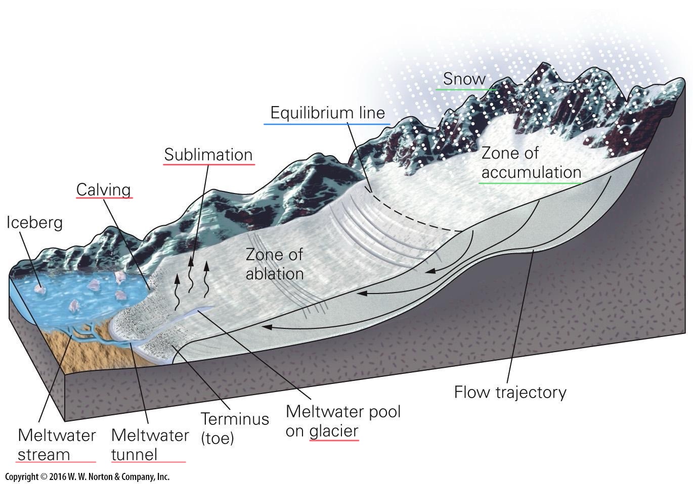 <p>elevation where accumulation and ablation (loss) are equal</p>