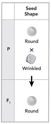 <p>Mendel studied 7 traits in pea plants. One of the monohybrid crosses he made was between plants with round seeds (R) and plants with wrinkled seeds (r). All of the seeds in the F1 generation had a round shape.</p><p></p><p>Next, Mendel allowed the peas in the F1 generation to self-pollinate, forming the F2 generation. What describes Mendel&apos;s observations and conclusion about the F2 generation?</p><p>Responses</p><p>a.One fourth of the F2 plants show the round seed phenotype and are heterozygous for roundness.</p><p></p><p>b.Three fourths of the F2 plants show the round seed phenotype and carry the dominant allele for roundness.</p><p></p><p>c.The F2 plants are all heterozygous.</p><p></p><p>d.The F2 plants all have wrinkled seeds, and some carry the allele for round seeds.</p>