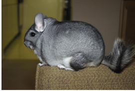 <p>Hystricomorph Rodents - all teeth continuously growing</p><p>Strict herbivores</p><p>Adapted to cold, dry environments</p><p>Very dense haircoat</p><p>Lifespan 8-10 y (likely more)</p><p>Some variation in hair colour</p><p>Can fur or tail slip if roughly handled</p>