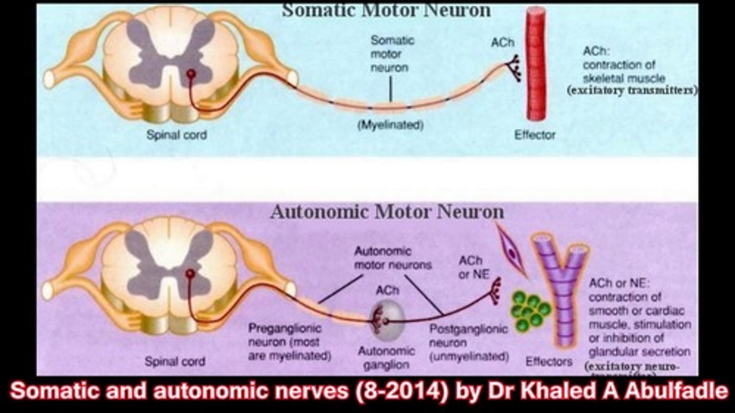 <p>(A) I only</p><p>Efferent motor neurons control skeletal muscle cells.</p><p>Efferent autonomic neurons control smooth and cardiac muscle cells.</p>