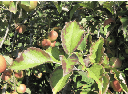 What deficiency do these apple leaves have?