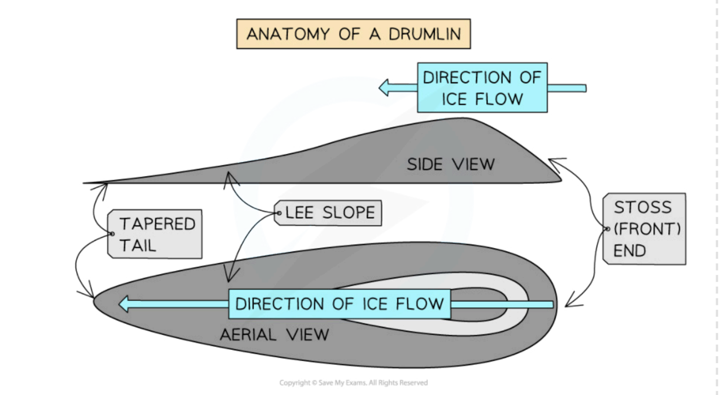 <p>Drumlins are elongated, egg-shaped hills made of glacial till</p><p>they are deposited as a result of friction between the ice  and the underlying geology, causing the glacier to drop it’s deposits. as the glacier continues to advance the shape os formed, lee side is direction of ice </p><p></p>