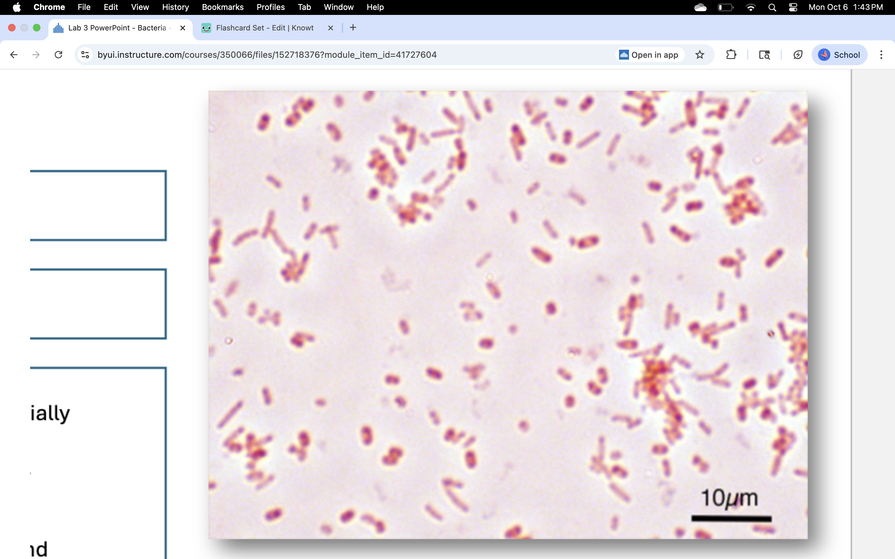 knowt flashcard image