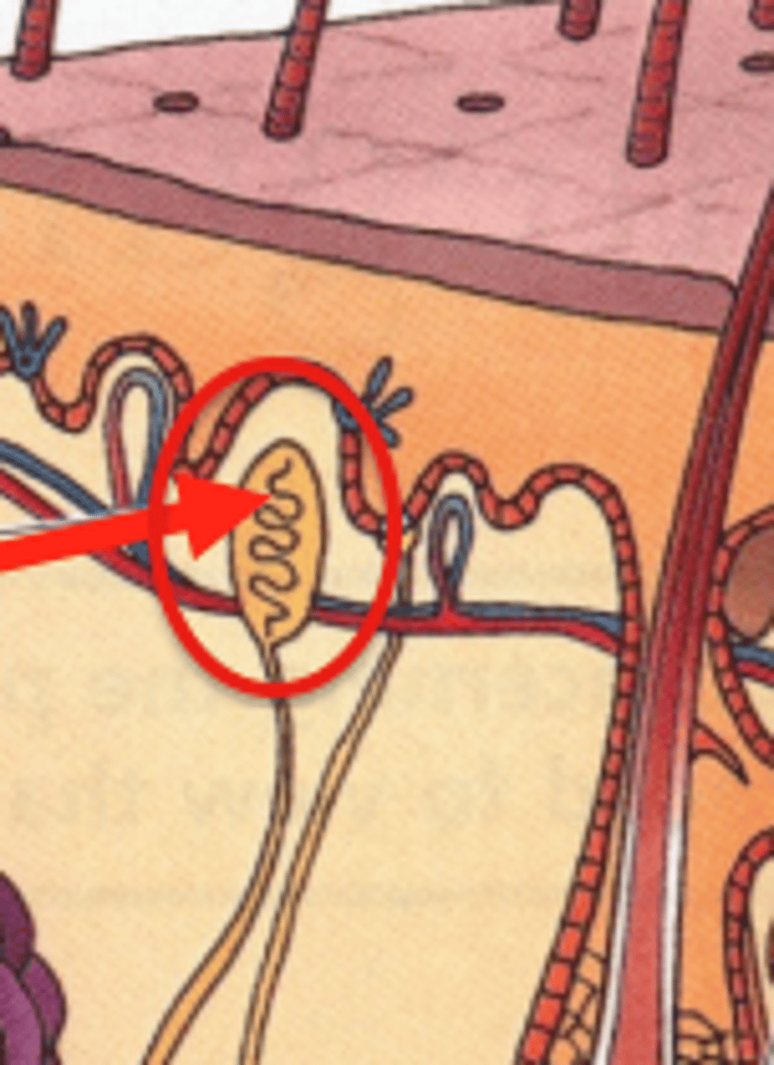 <p>under the s. basale, detect more fine touch movements</p>