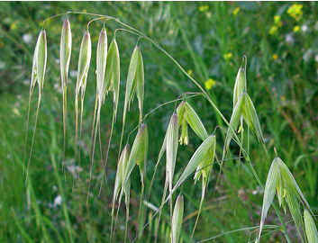 <p>Slim oat (Invasive)</p>