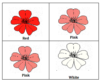 <p>In pansies, petal color is an incomplete dominant trait.  Red is dominant (R), white is recessive (r), and pink is heterozygous.  What are the genotypes of the parents whose offspring would result in the Punnett Square shown below?</p>