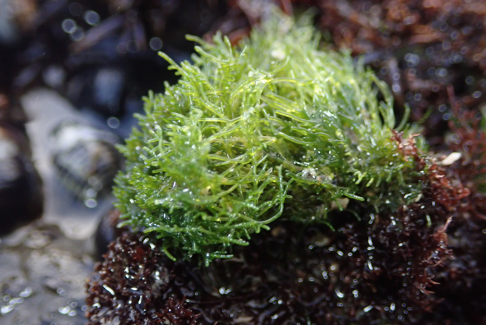 <p>Has asymmetrical flagellelar roots (Streptophyte)</p>