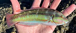 <p>A small green and yellow bicolored spot above the pectoral fin</p><p>dark black midbody stripe</p><p>second lower stripe is less distinct</p><p>terminal ohase as dark traingular corners to tail</p>
