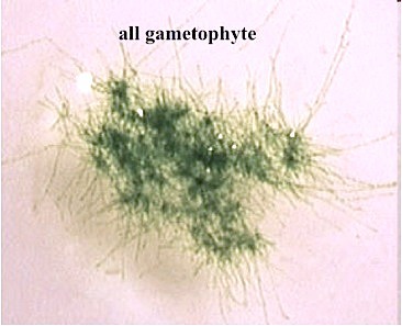 A mass of green, branched, one-cell-thick filaments produced by germinating moss spores.