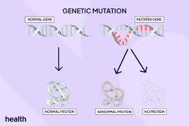 <p>a change in the DNA sequence, and can alter the protein it produces, leading to a change in traits, disease, etc.</p><p>—>OR CAN ALSO HAVE NO EFFECT AT ALL!</p>