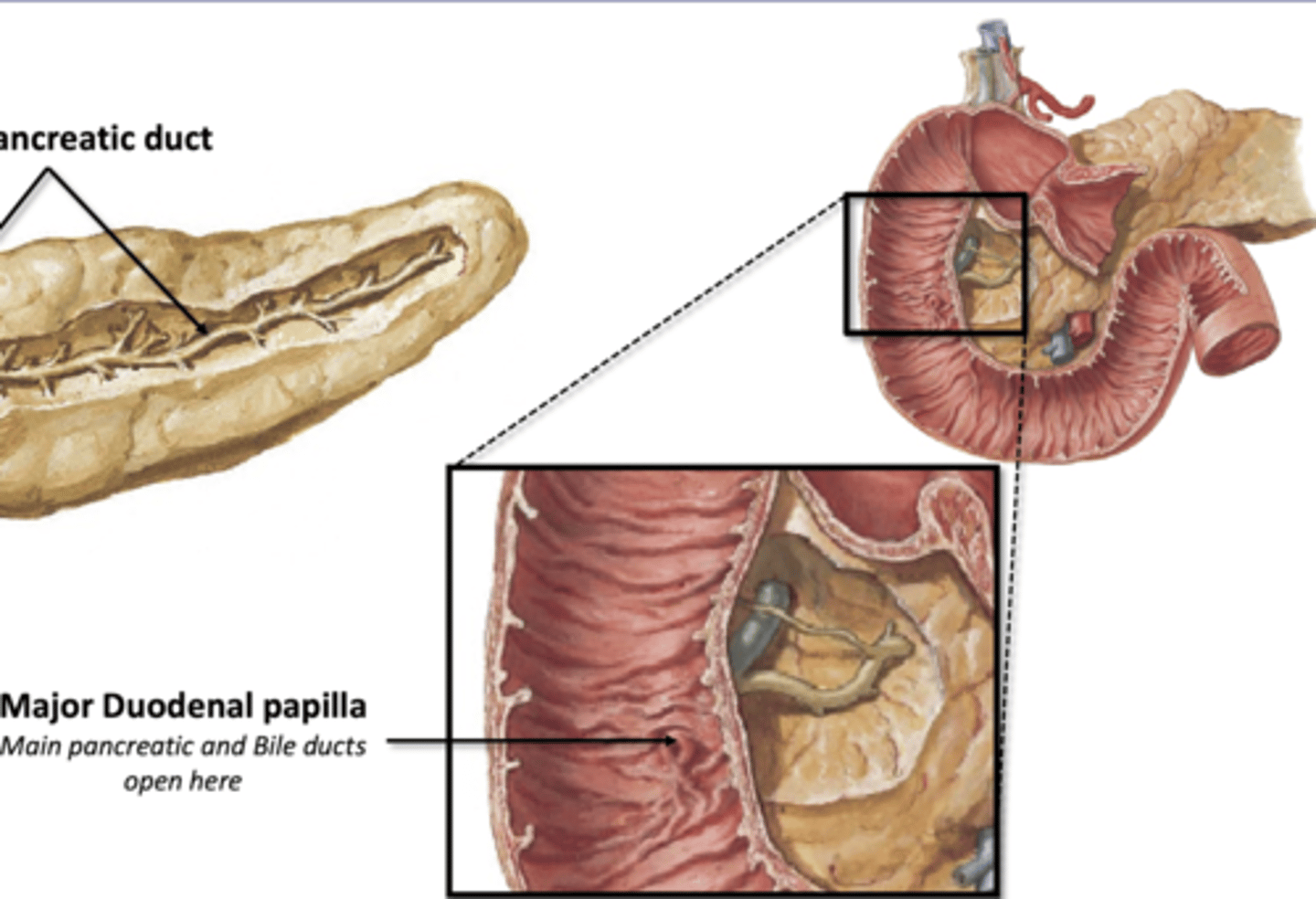 <p>Where main pancreatic and bile ducts enter the duodenum</p><p>-guarded by sphincter muscle</p><p>-only opens after a meal</p>