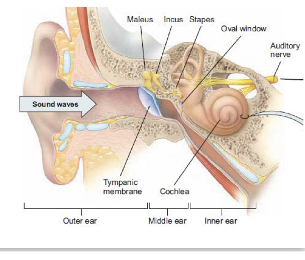 <p>• Sound waves enter the outer ear</p><p>• Waves hit the tympanic membrane (eardrum)</p><p>• Waves pass into the middle ear, which contains the three smallest bones in the human body: the ossicles: maleus (hammer), incus (anvil), and stapes (stirrup)</p>
