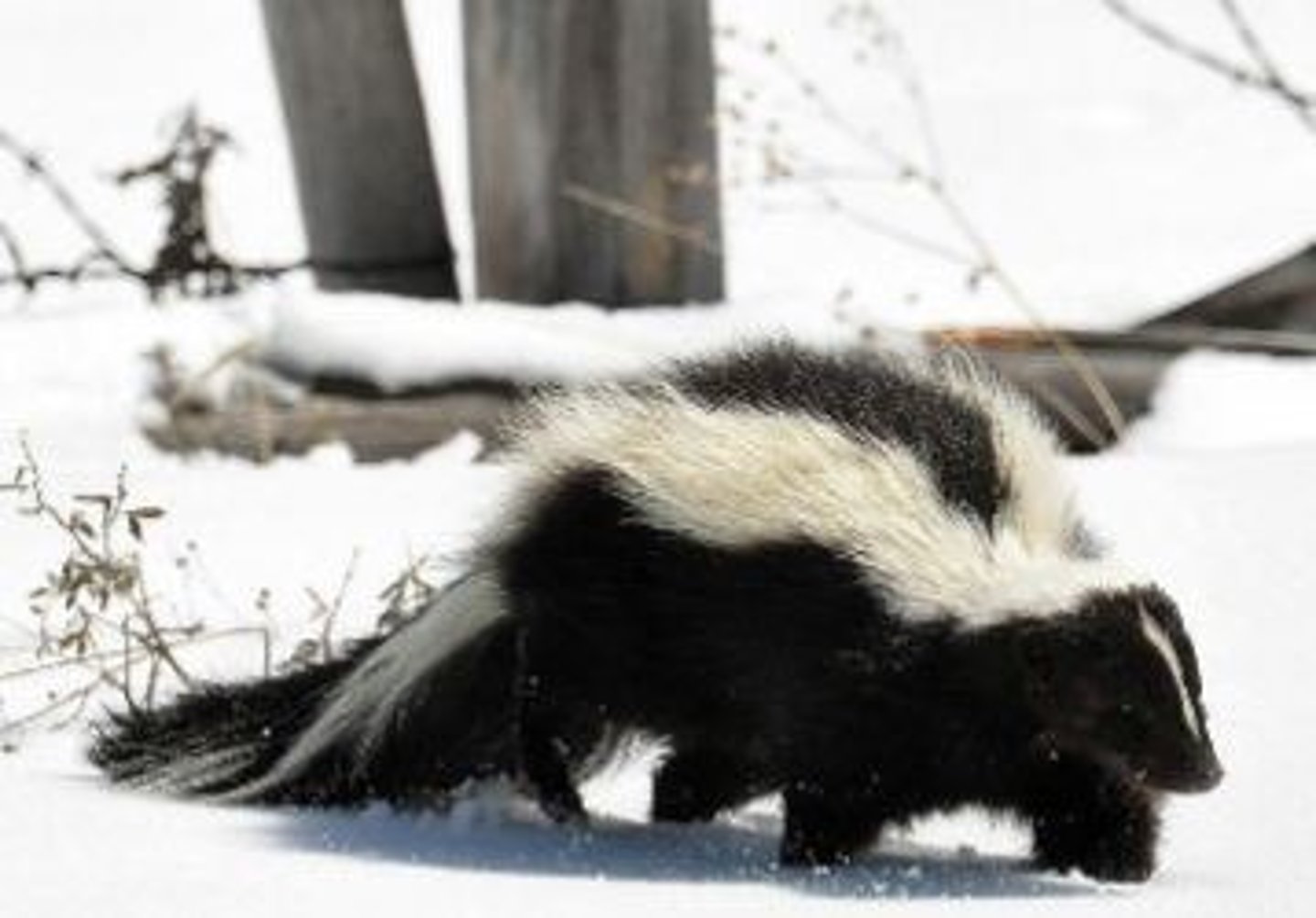 <p>What animal is this?</p>