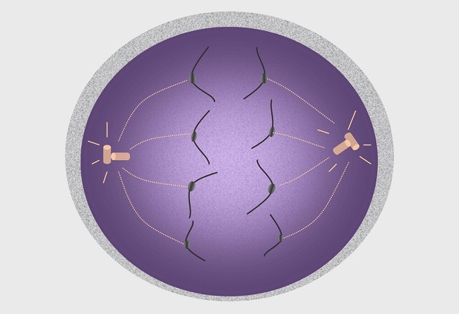 <p>the following cell would be in which stage of meiosis?</p>